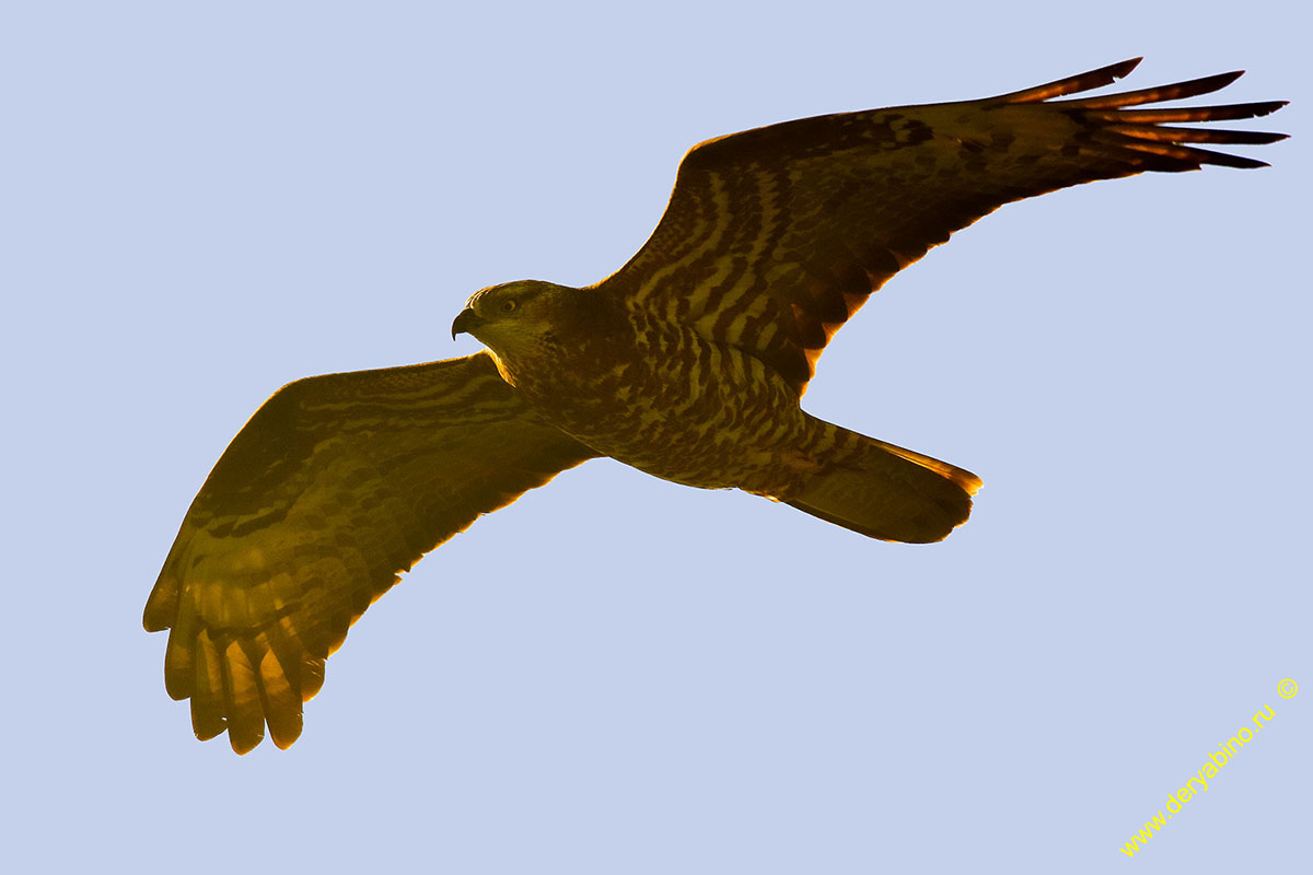  Pernis apivorus European Honey-buzzard