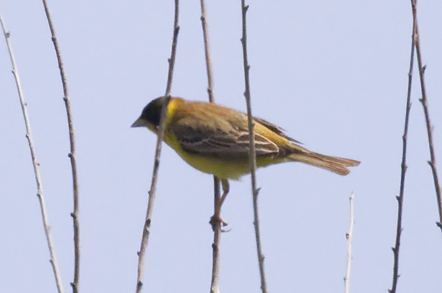   Emberiza melanocephala Black-headed bunting