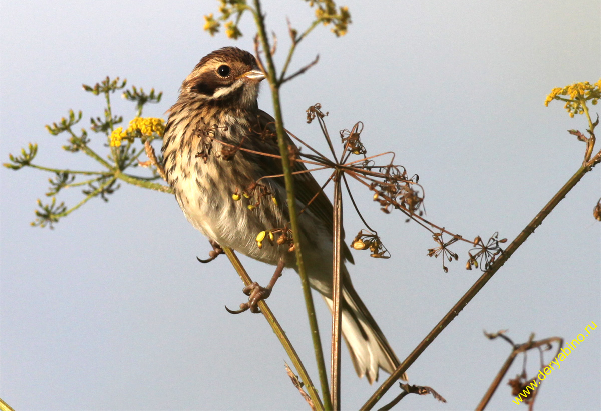   () Emberiza schoeniclus Reed Bunting