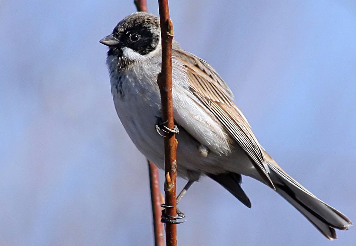   () Emberiza schoeniclus Reed Bunting