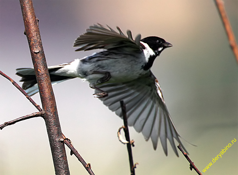   () Emberiza schoeniclus Reed Bunting