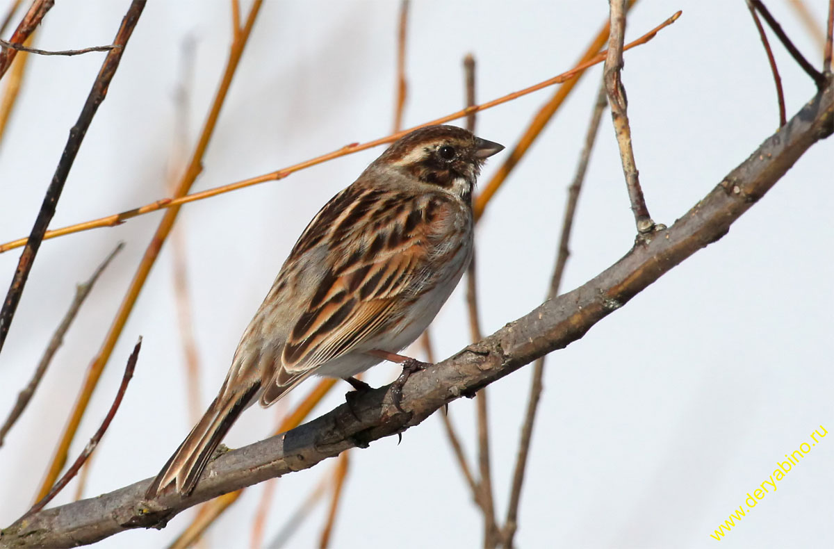   () Emberiza schoeniclus Reed Bunting