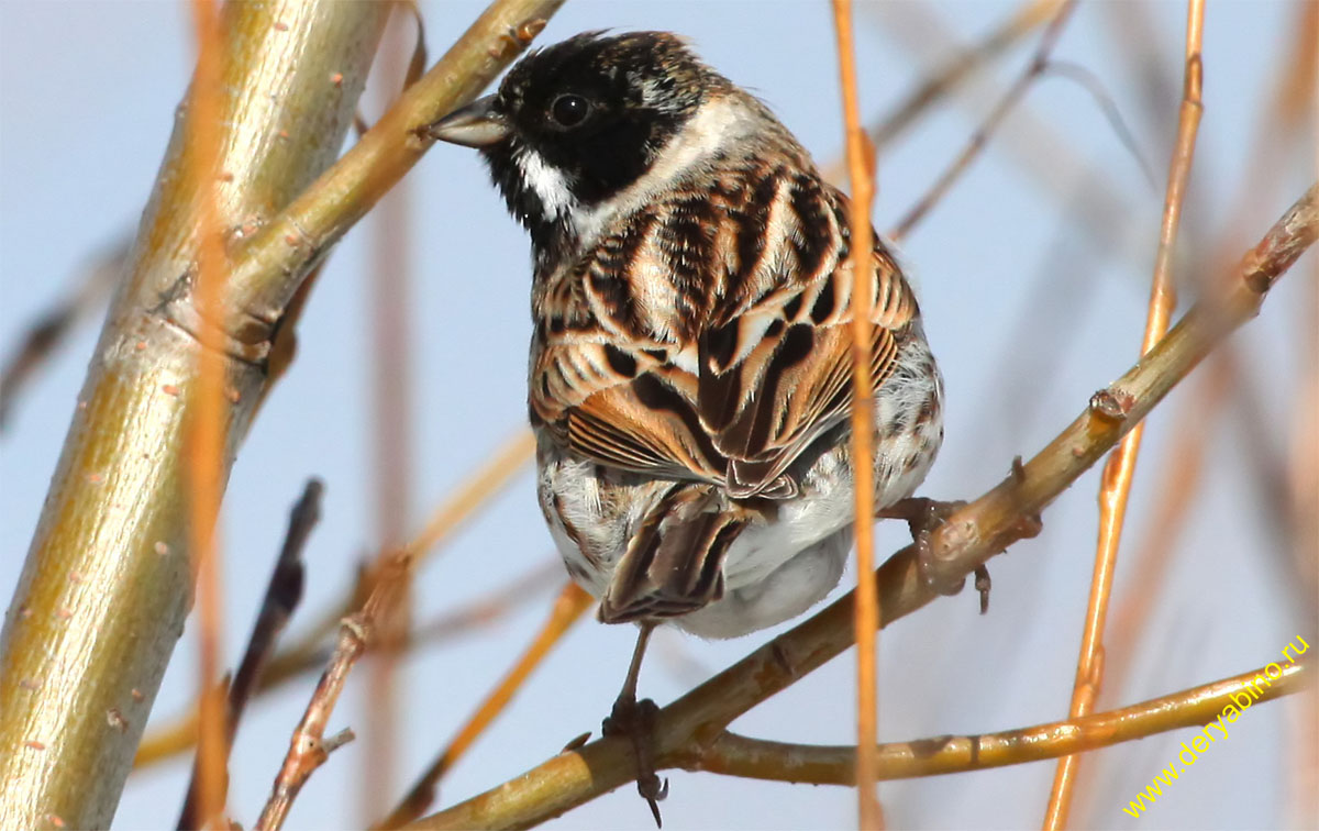   () Emberiza schoeniclus Reed Bunting