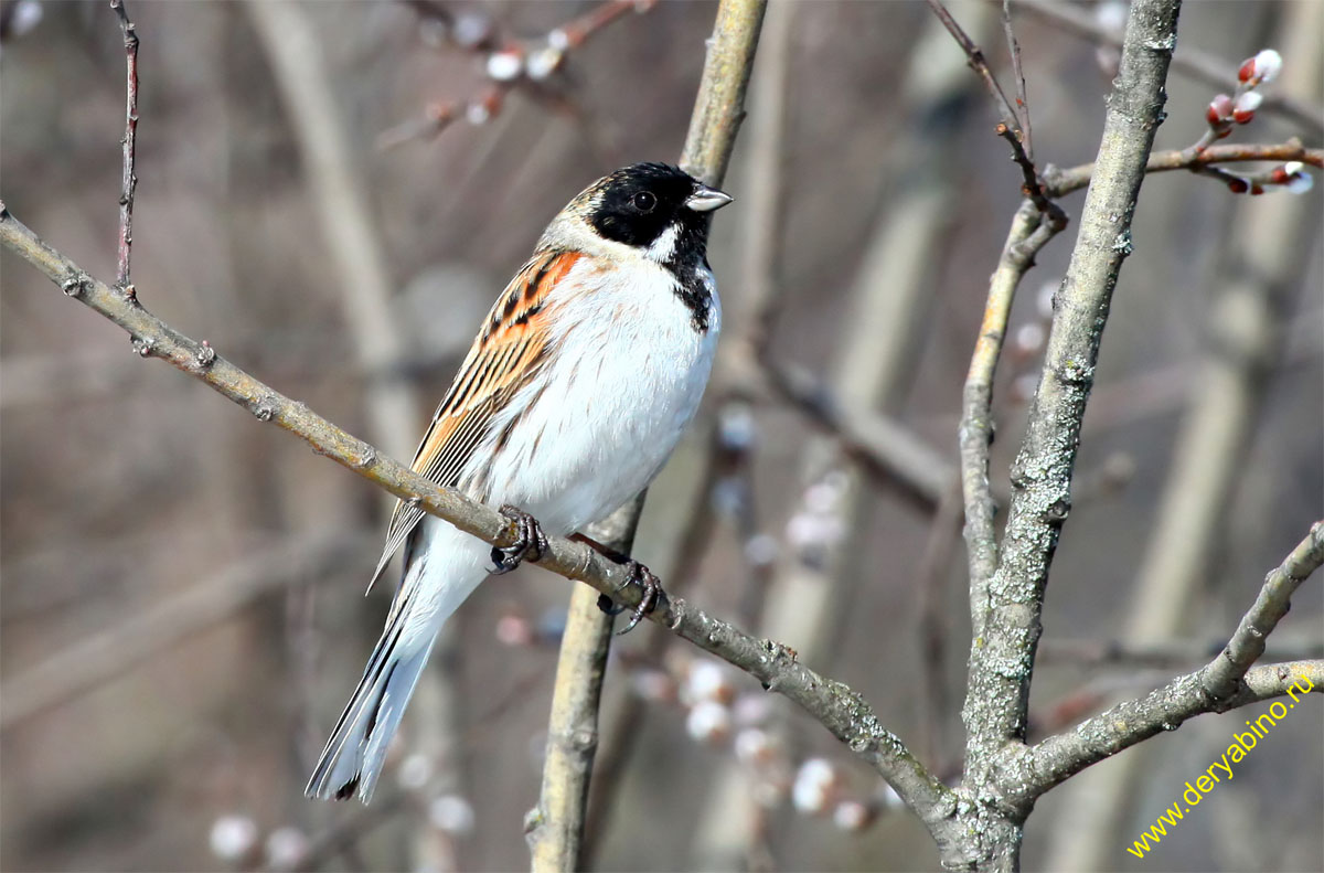   () Emberiza schoeniclus Reed Bunting