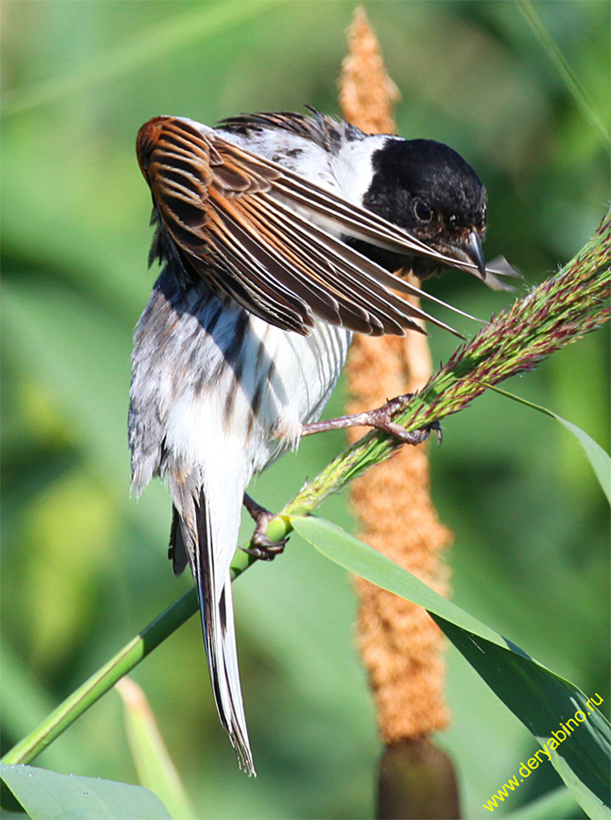   () Emberiza schoeniclus Reed Bunting