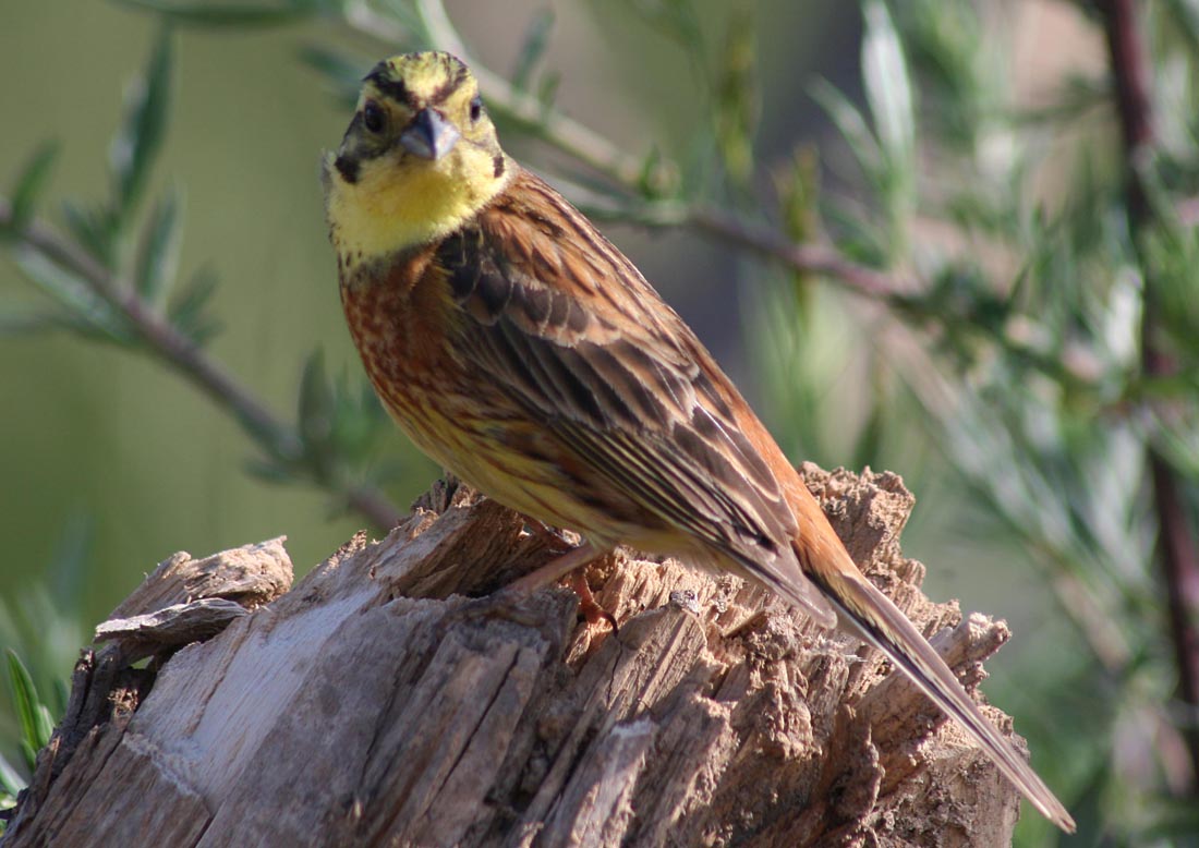   Emberiza citrinella Yellowhammer