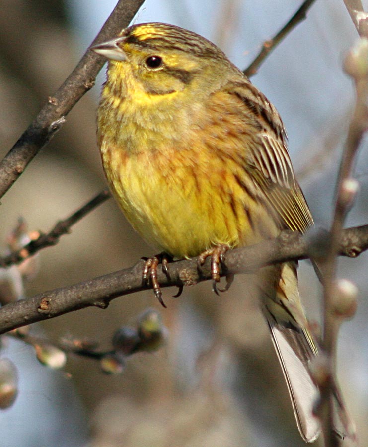   Emberiza citrinella Yellowhammer