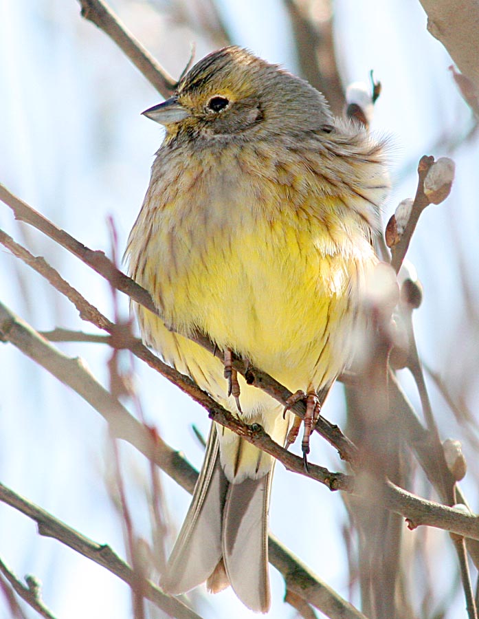   Emberiza citrinella Yellowhammer