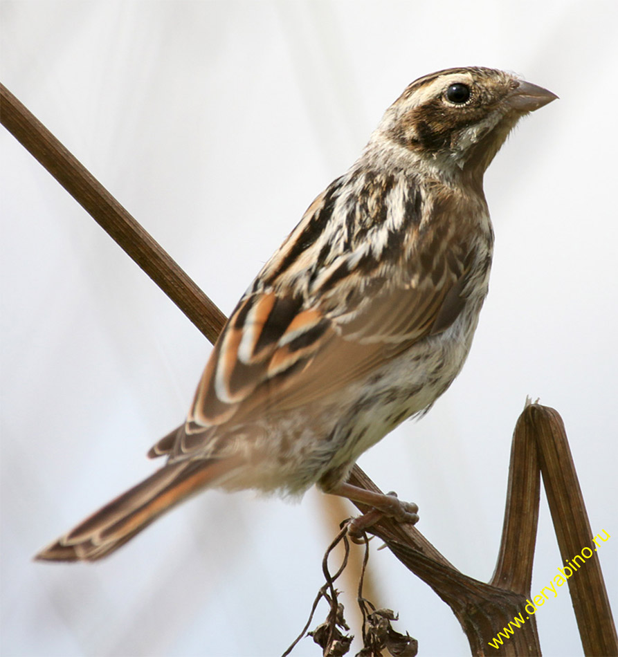   Emberiza citrinella Yellowhammer