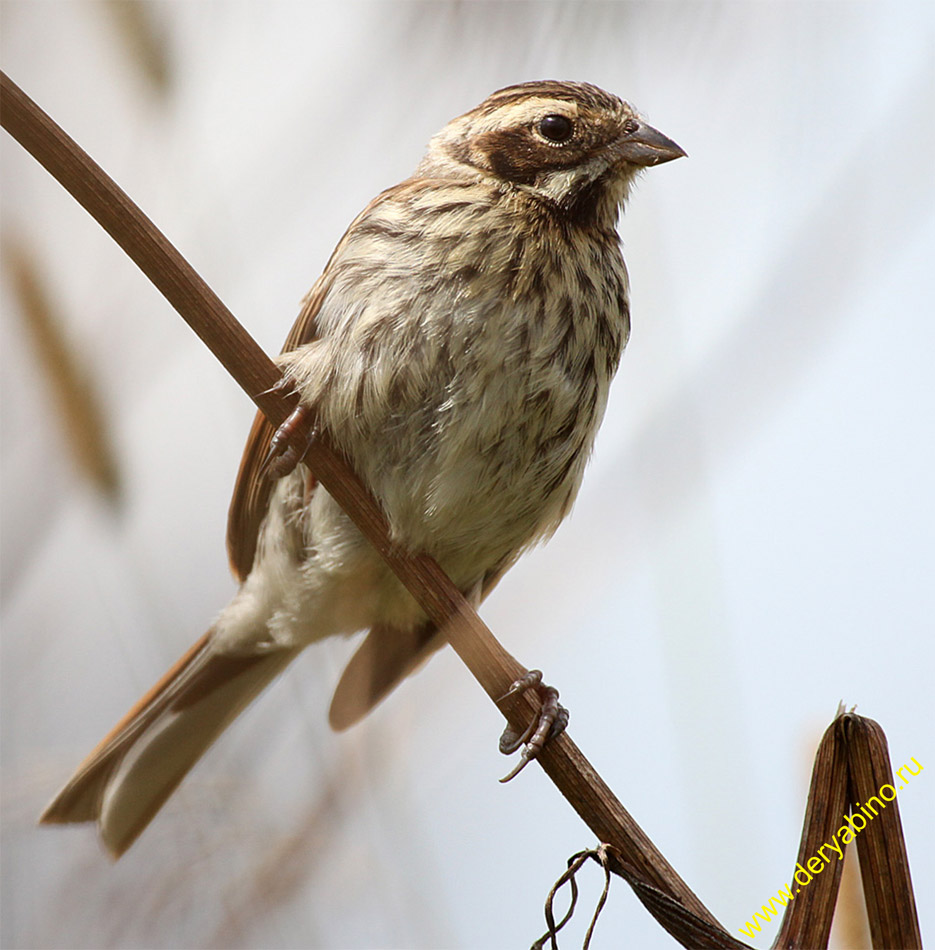   Emberiza citrinella Yellowhammer