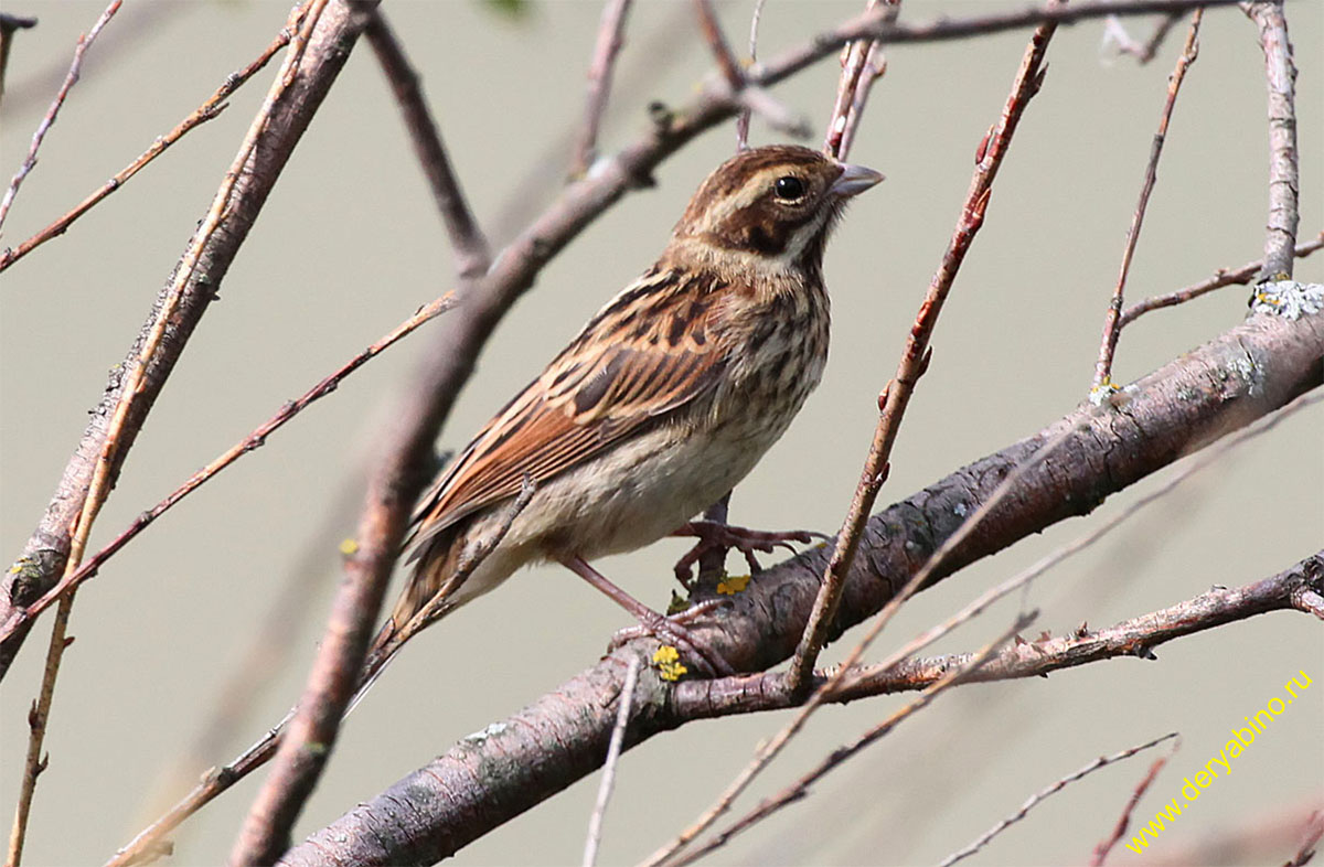   Emberiza citrinella Yellowhammer