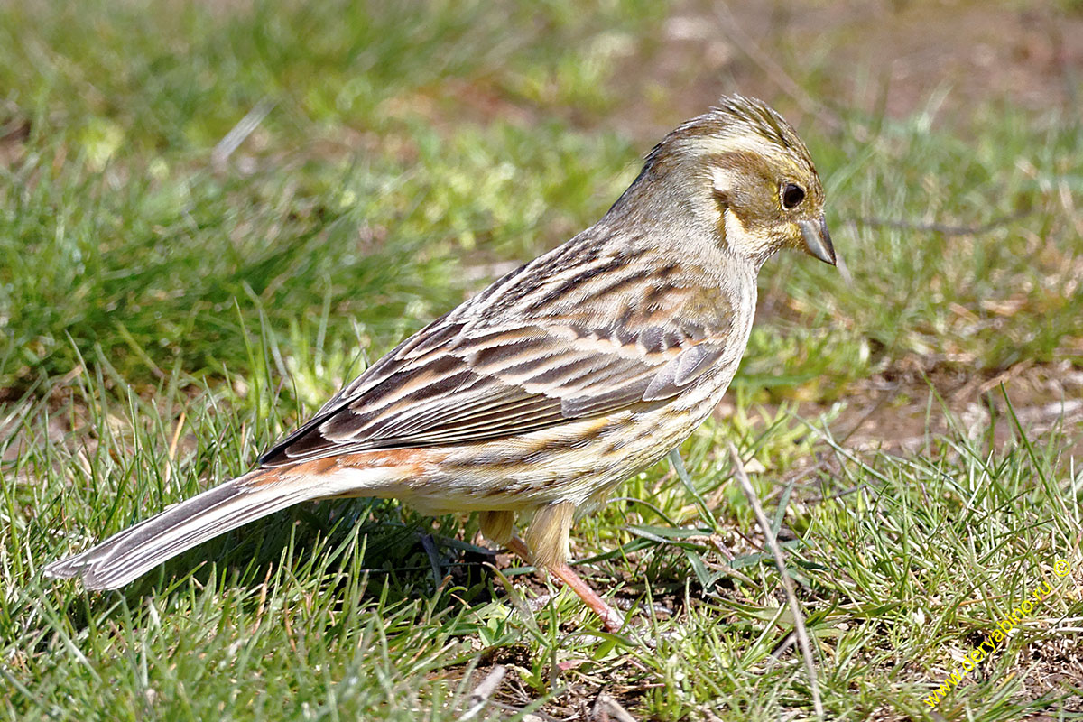   Emberiza citrinella Yellowhammer