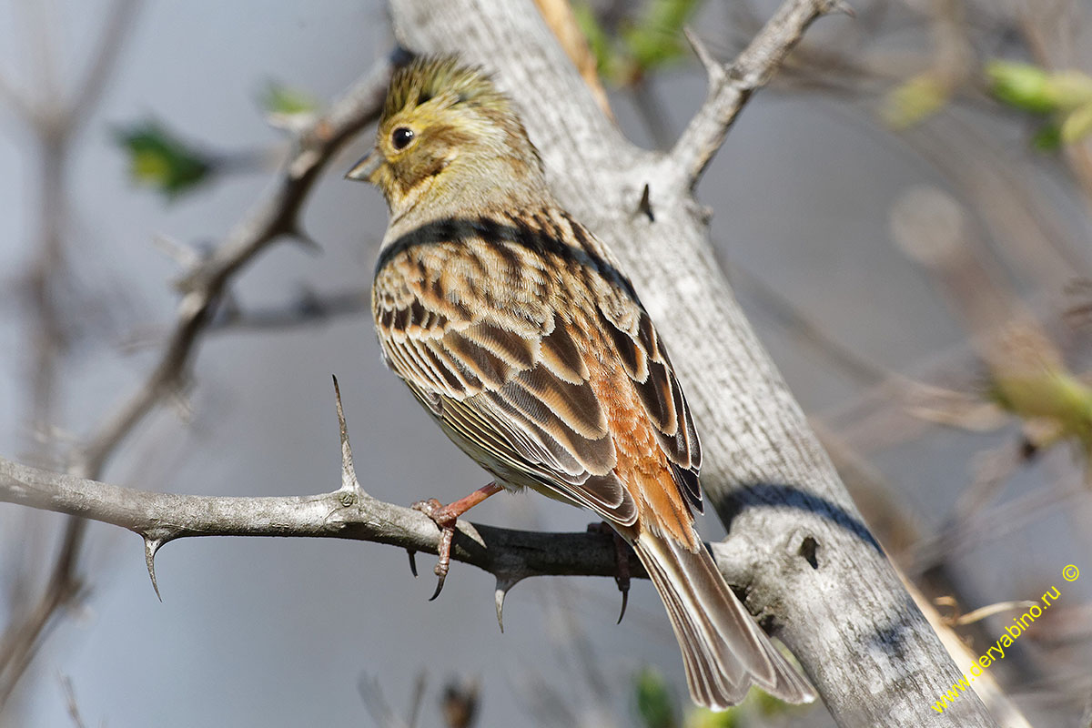   Emberiza citrinella Yellowhammer