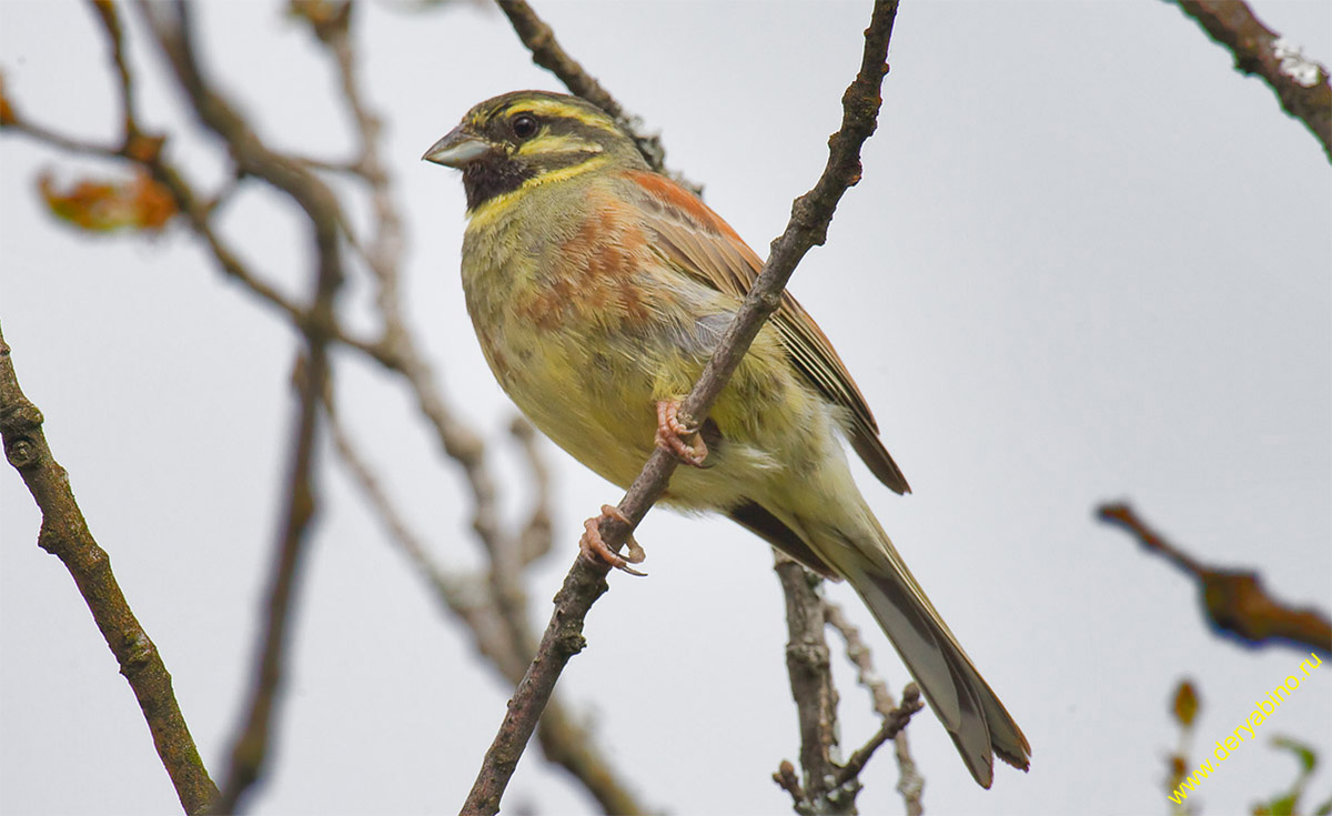   Emberiza cirlus Cirl bunting