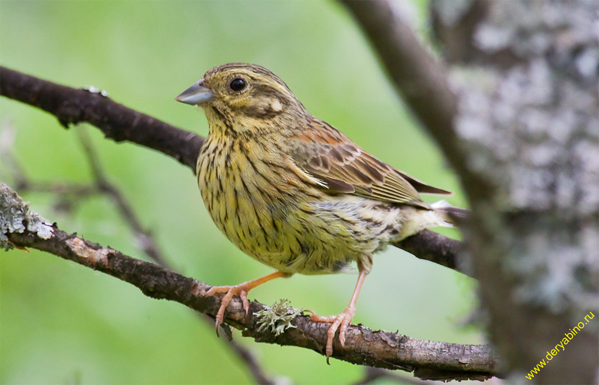   Emberiza cirlus Cirl bunting