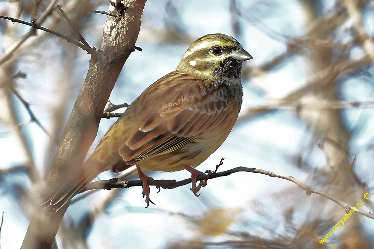   Emberiza cirlus Cirl bunting