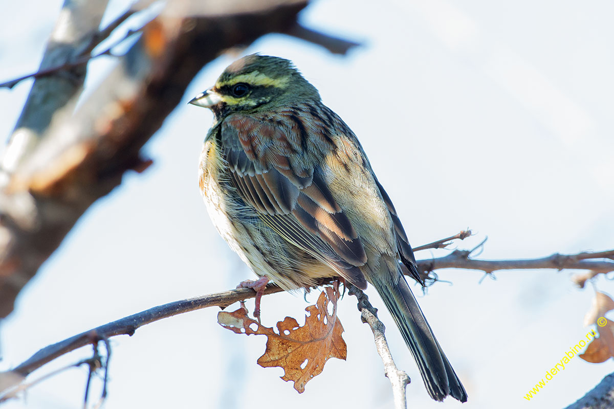   Emberiza cirlus Cirl bunting