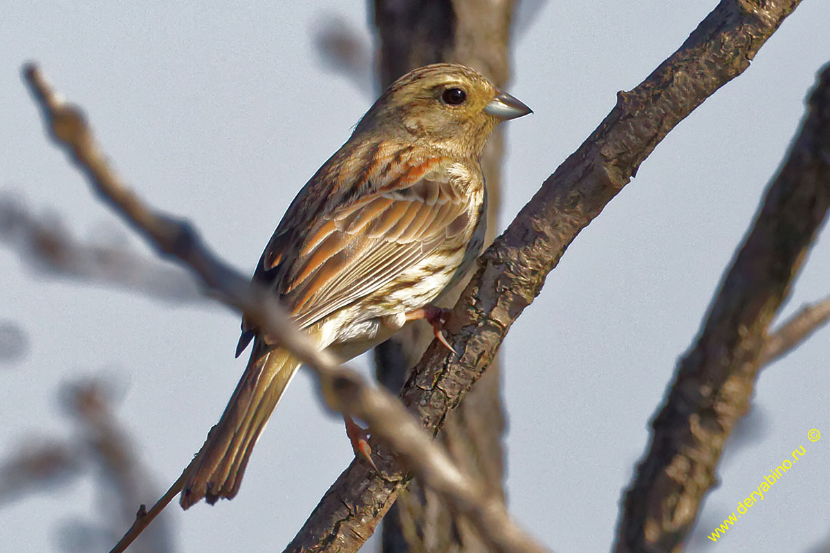   Emberiza cirlus Cirl bunting