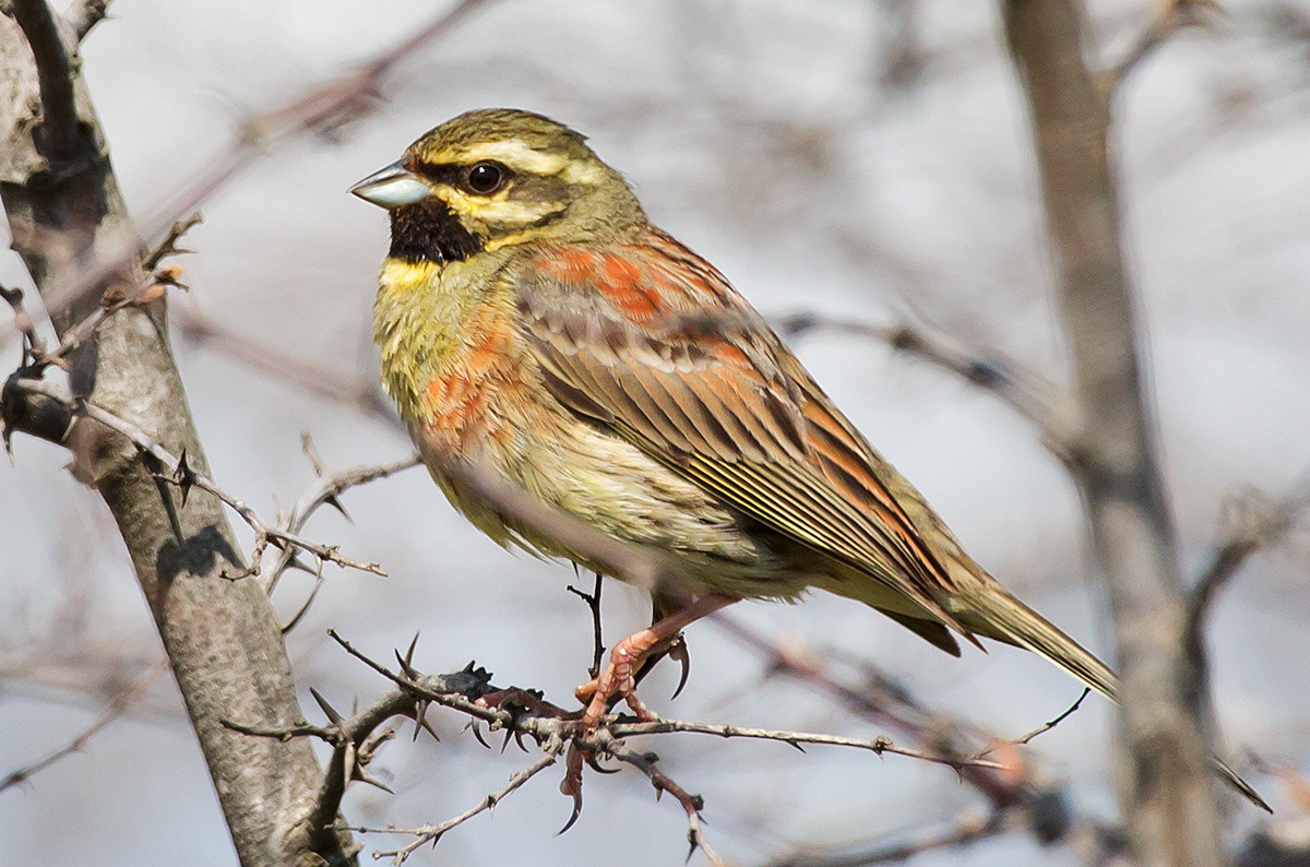   Emberiza cirlus Cirl bunting