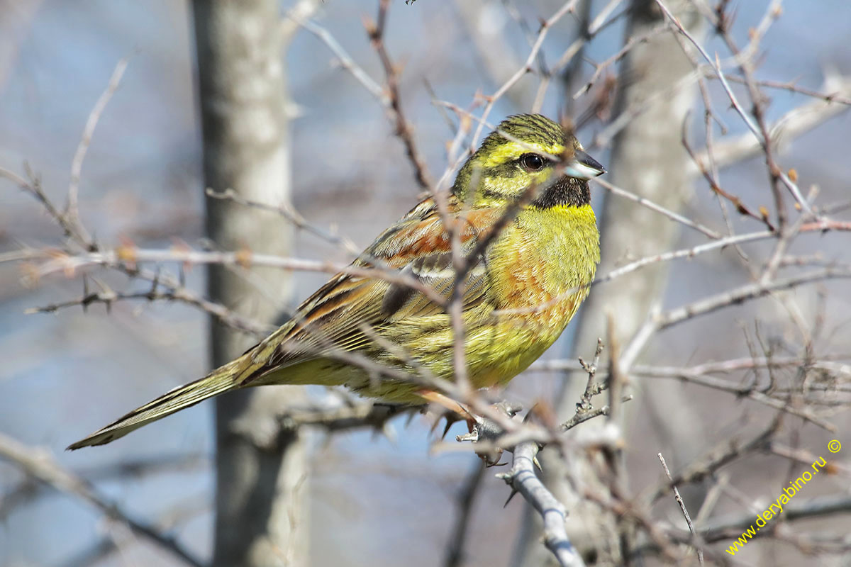   Emberiza cirlus Cirl bunting