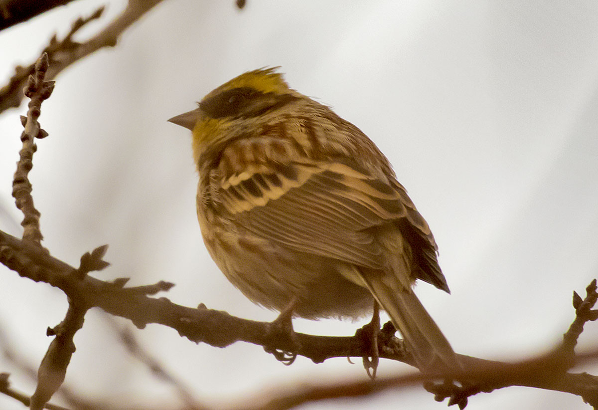   Emberiza elegans Yellow-throated bunting