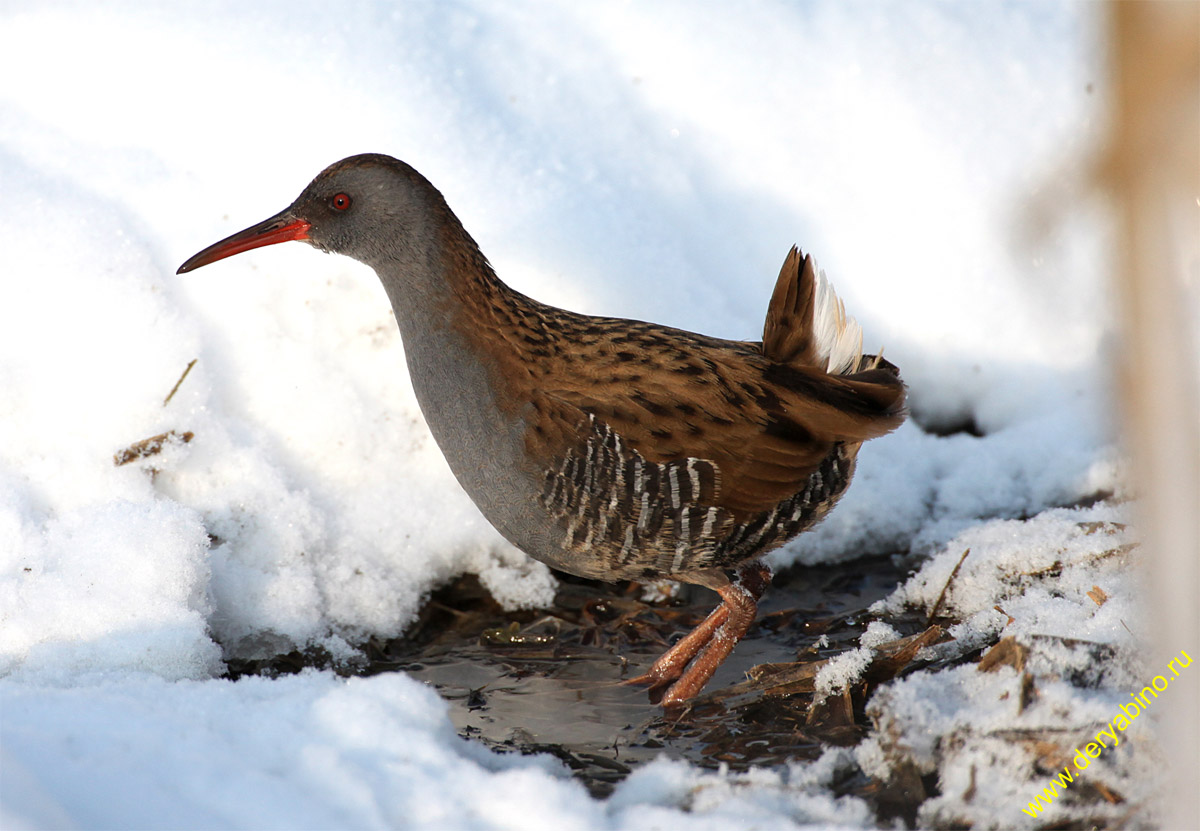   Rallus aquaticus Water Rail