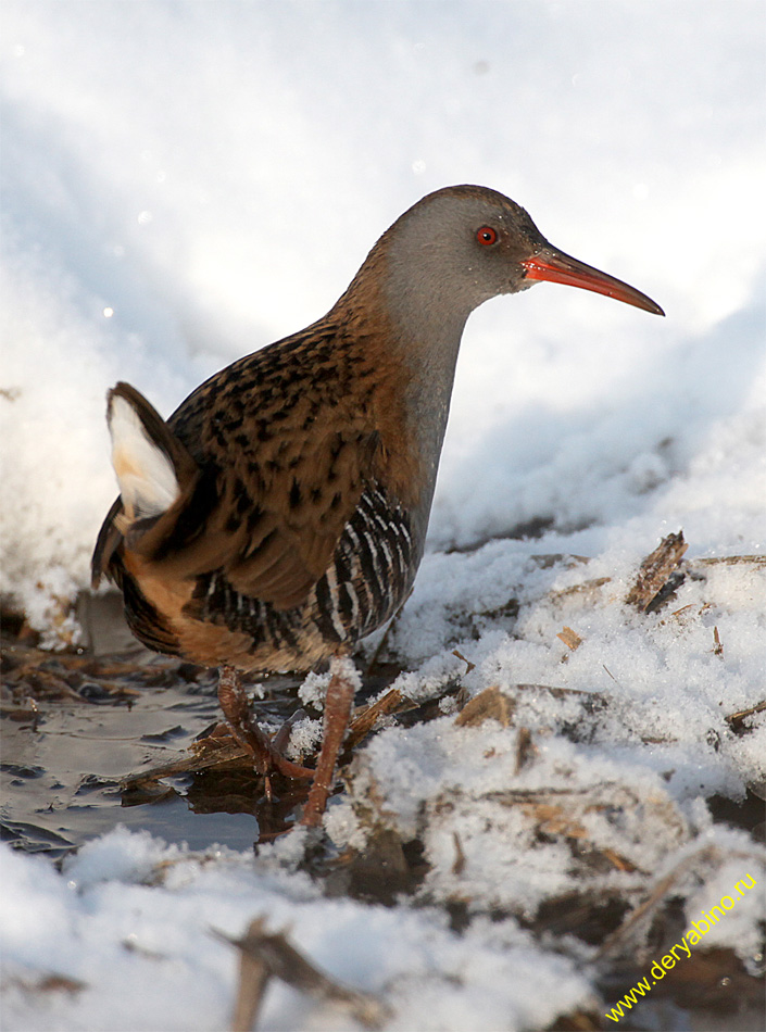   Rallus aquaticus Water Rail