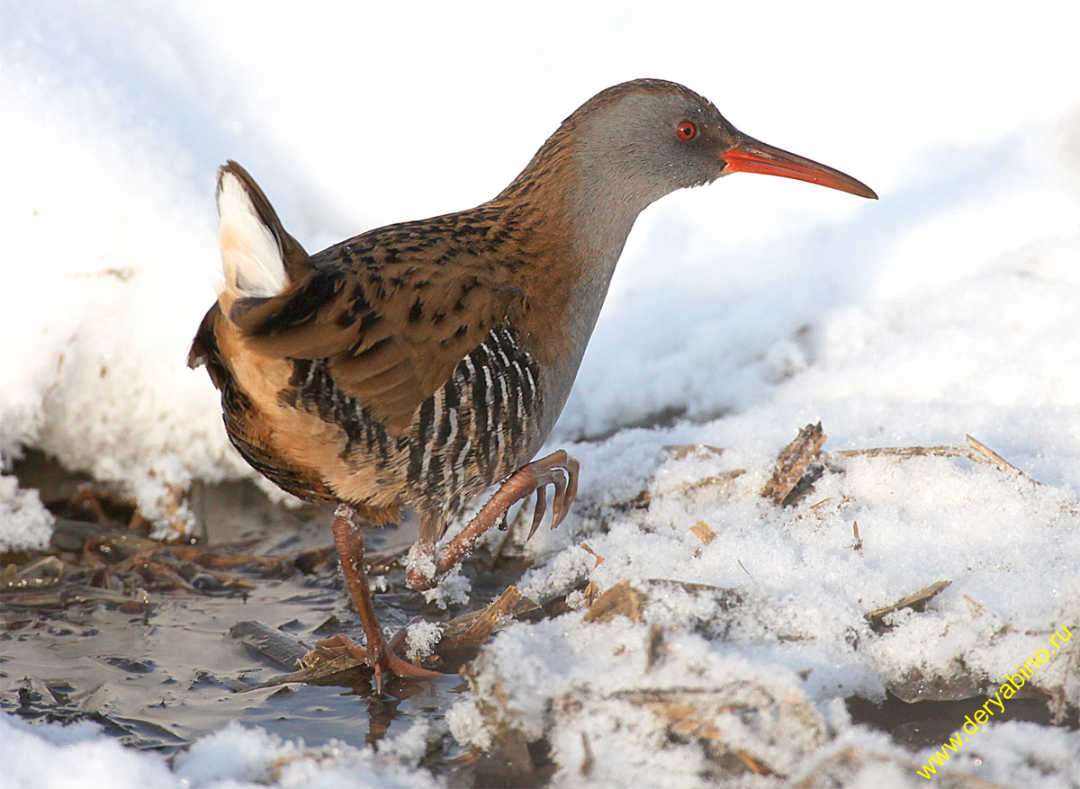   Rallus aquaticus Water Rail