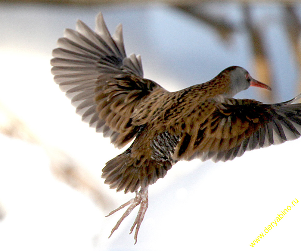   Rallus aquaticus Water Rail