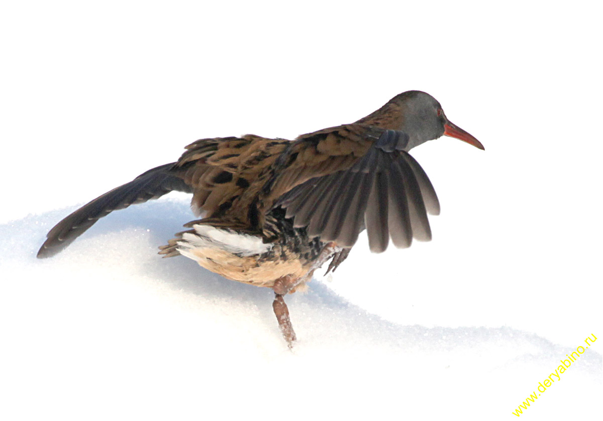   Rallus aquaticus Water Rail