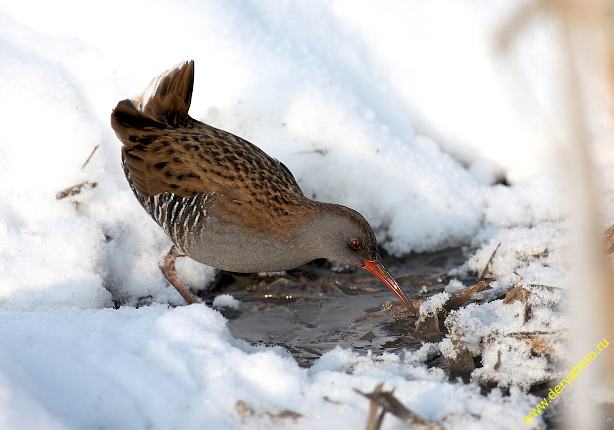   Rallus aquaticus Water Rail