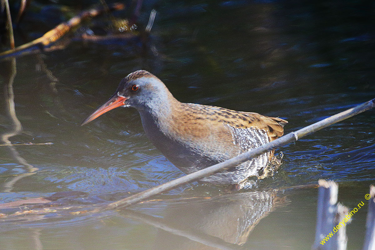   Rallus aquaticus Water Rail