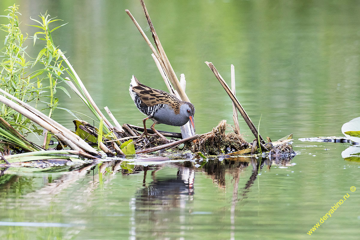   Rallus aquaticus Water Rail