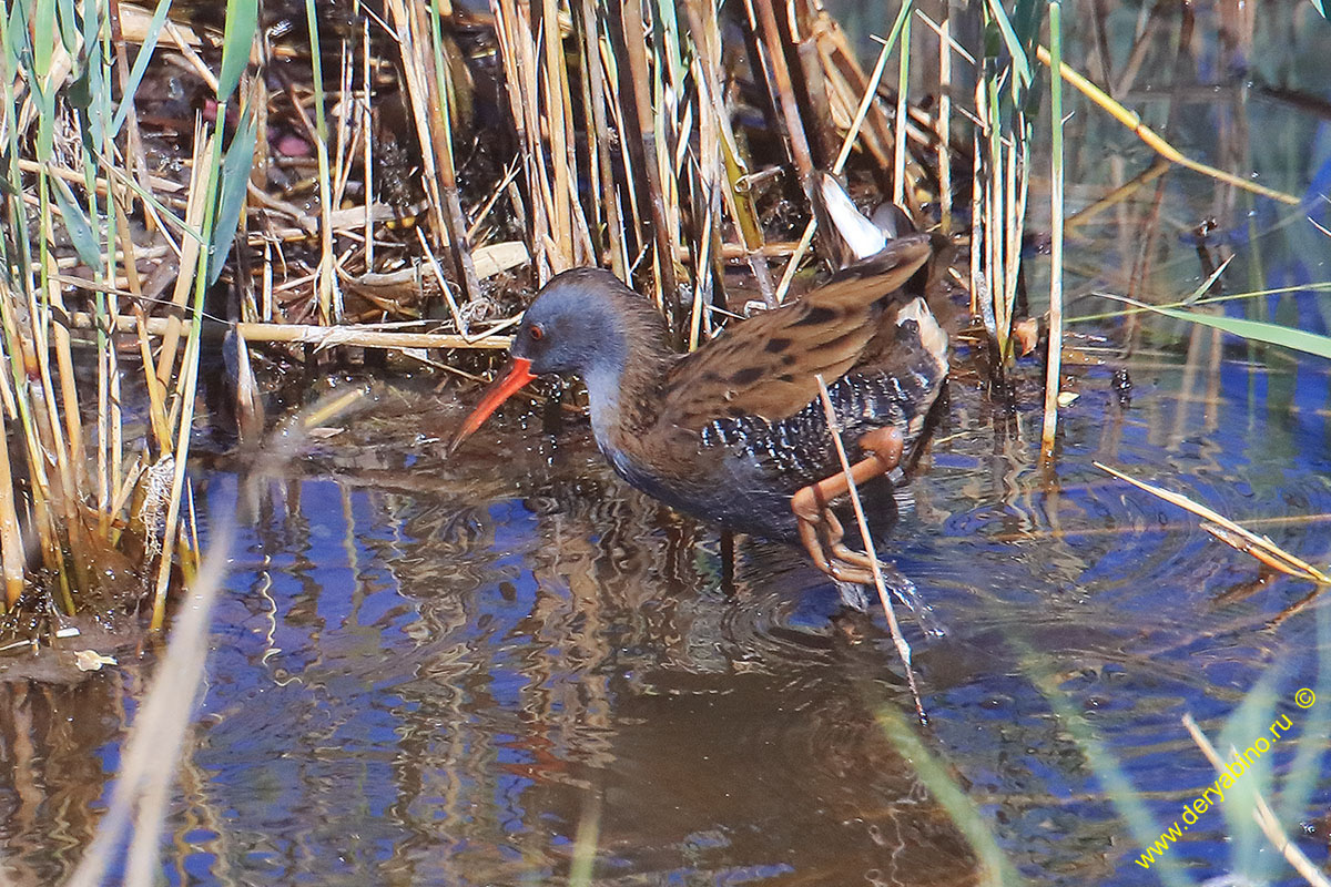   Rallus aquaticus Water Rail