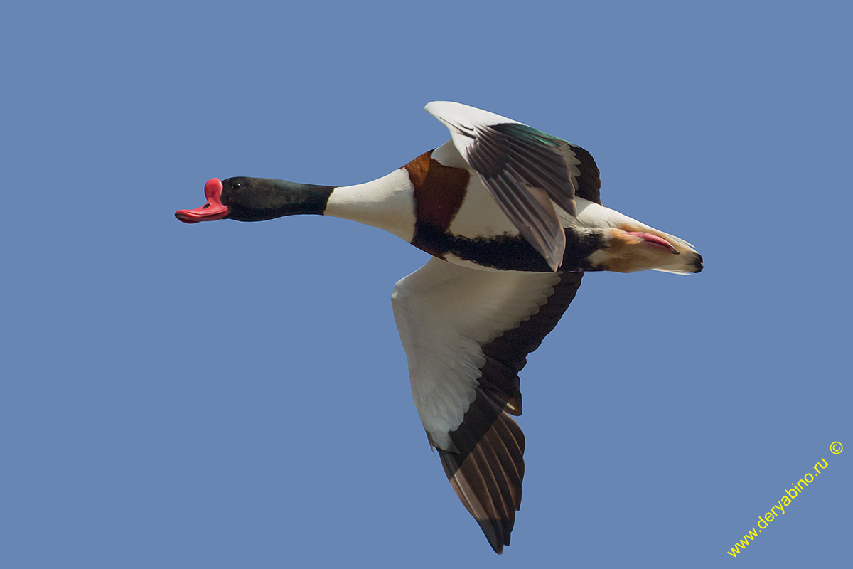  Tadorna tadorna Common shelduck