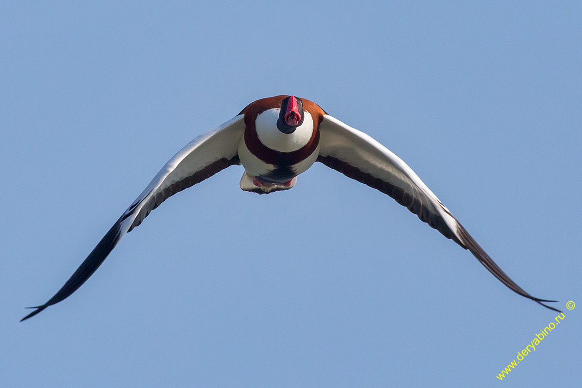  Tadorna tadorna Common shelduck