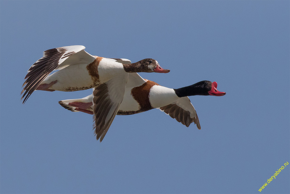  Tadorna tadorna Common shelduck