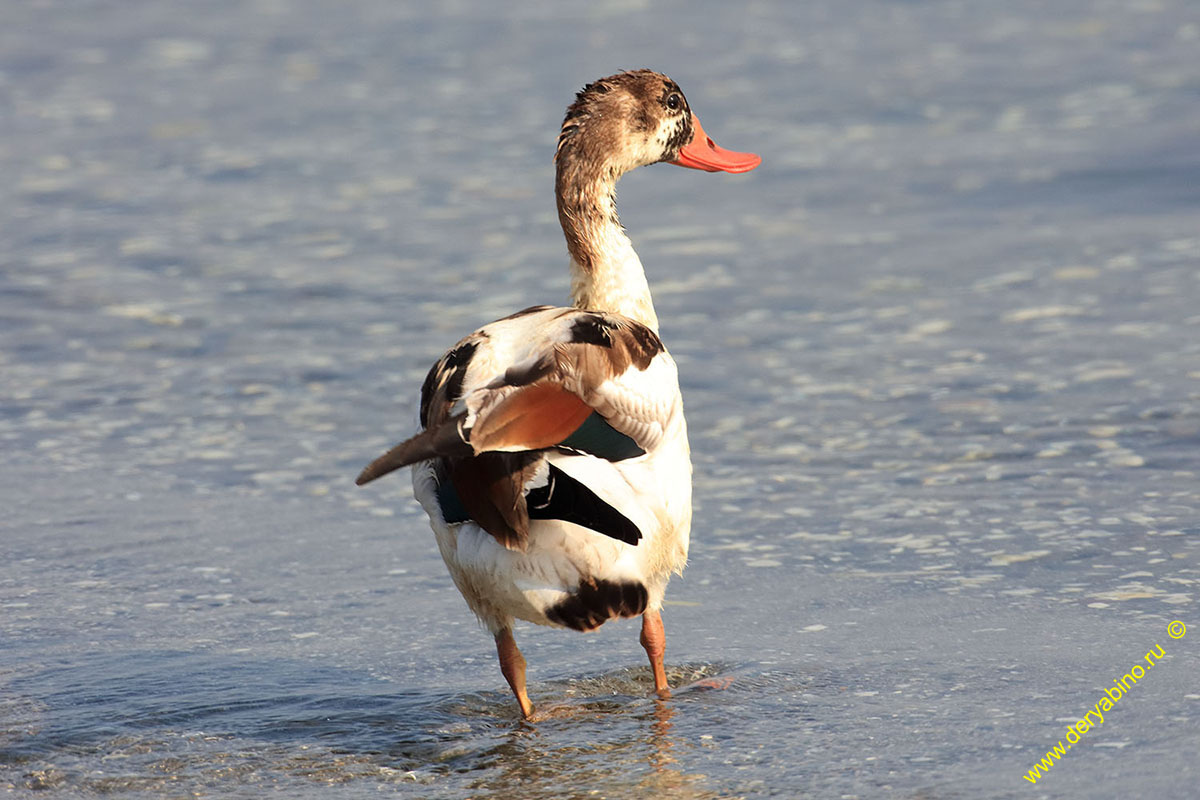  Tadorna tadorna Common shelduck