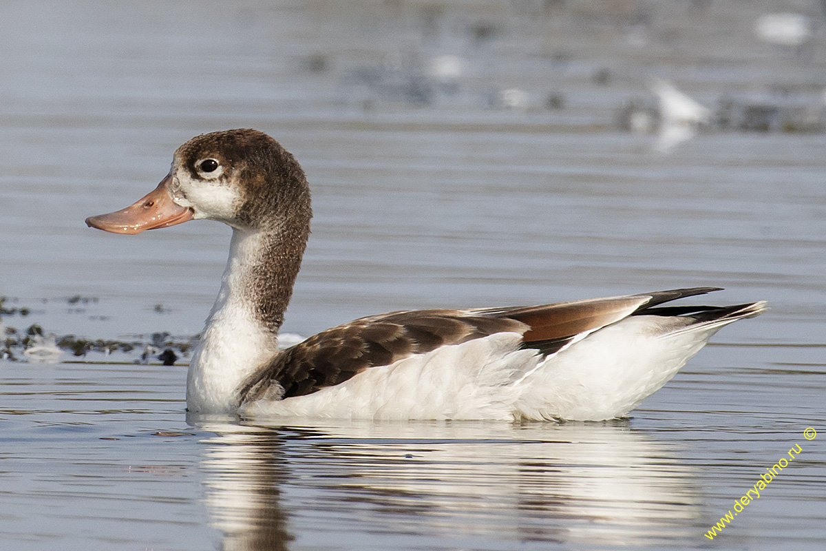  Tadorna tadorna Common shelduck