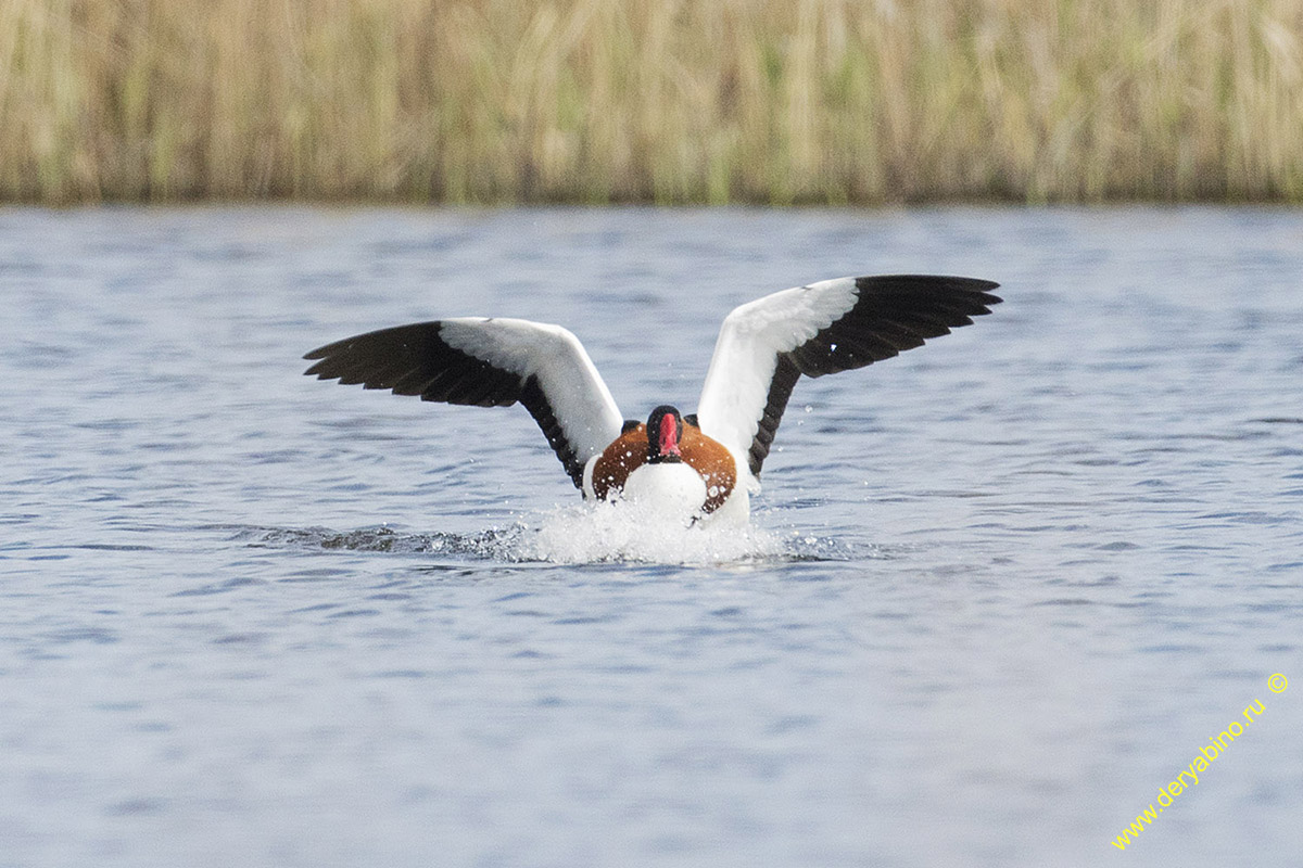  Tadorna tadorna Common shelduck