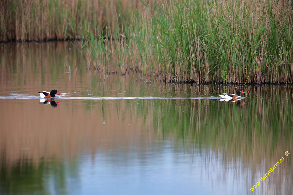  Tadorna tadorna Common shelduck