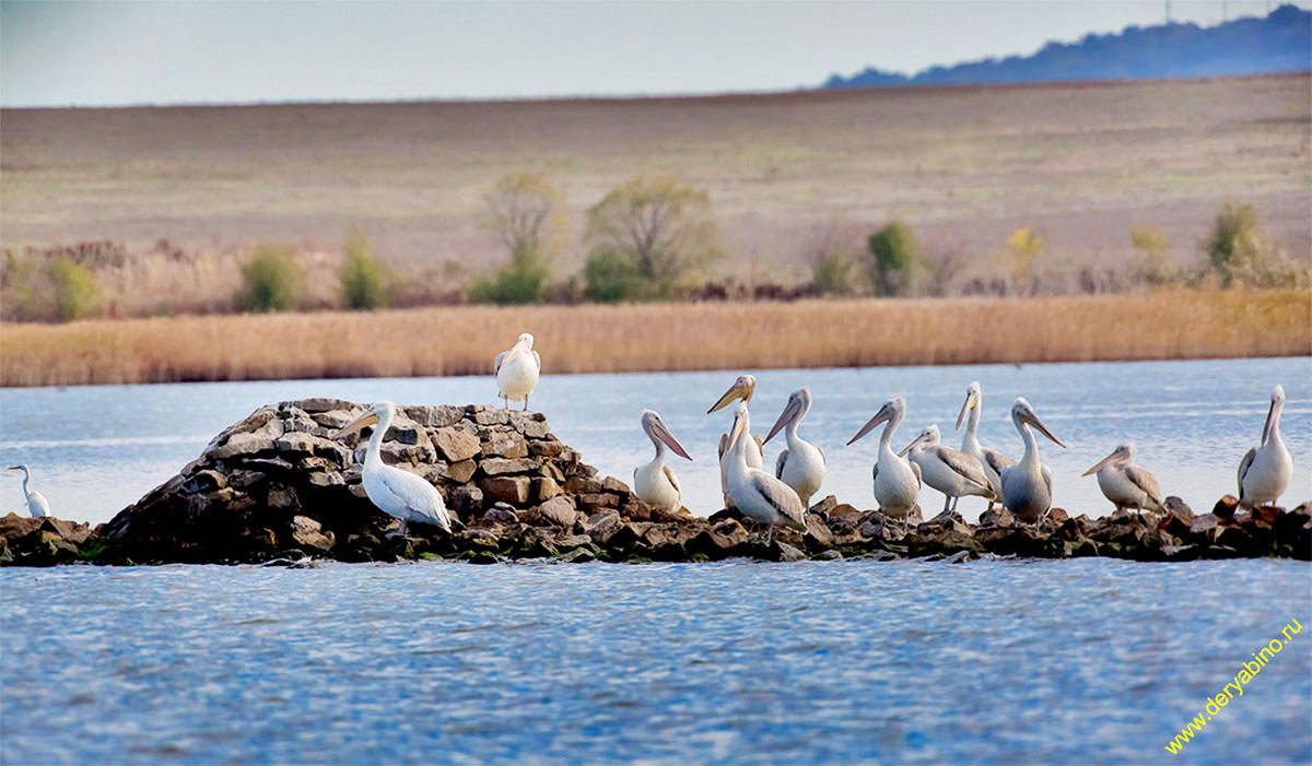   Pelecanus crispus Dalmatian pelican