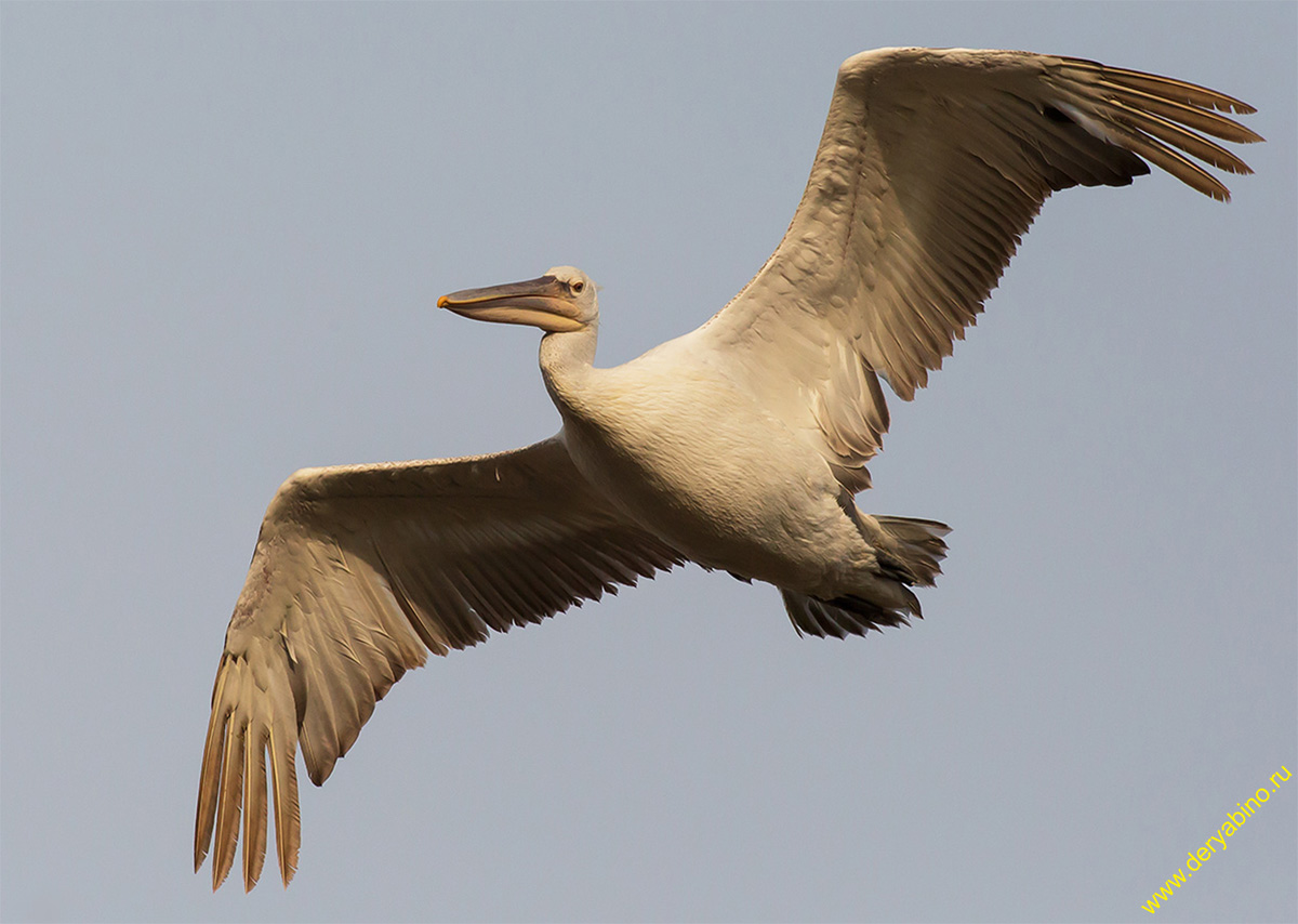   Pelecanus crispus Dalmatian pelican