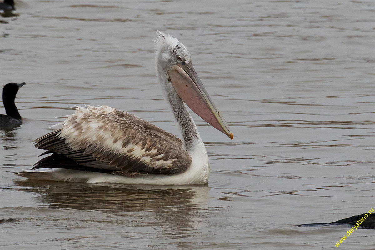   Pelecanus crispus Dalmatian pelican