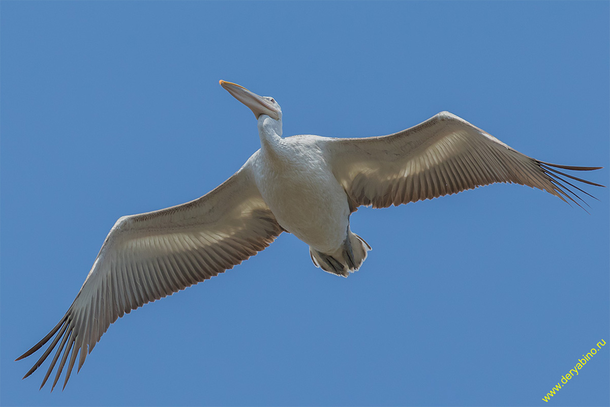   Pelecanus crispus Dalmatian pelican