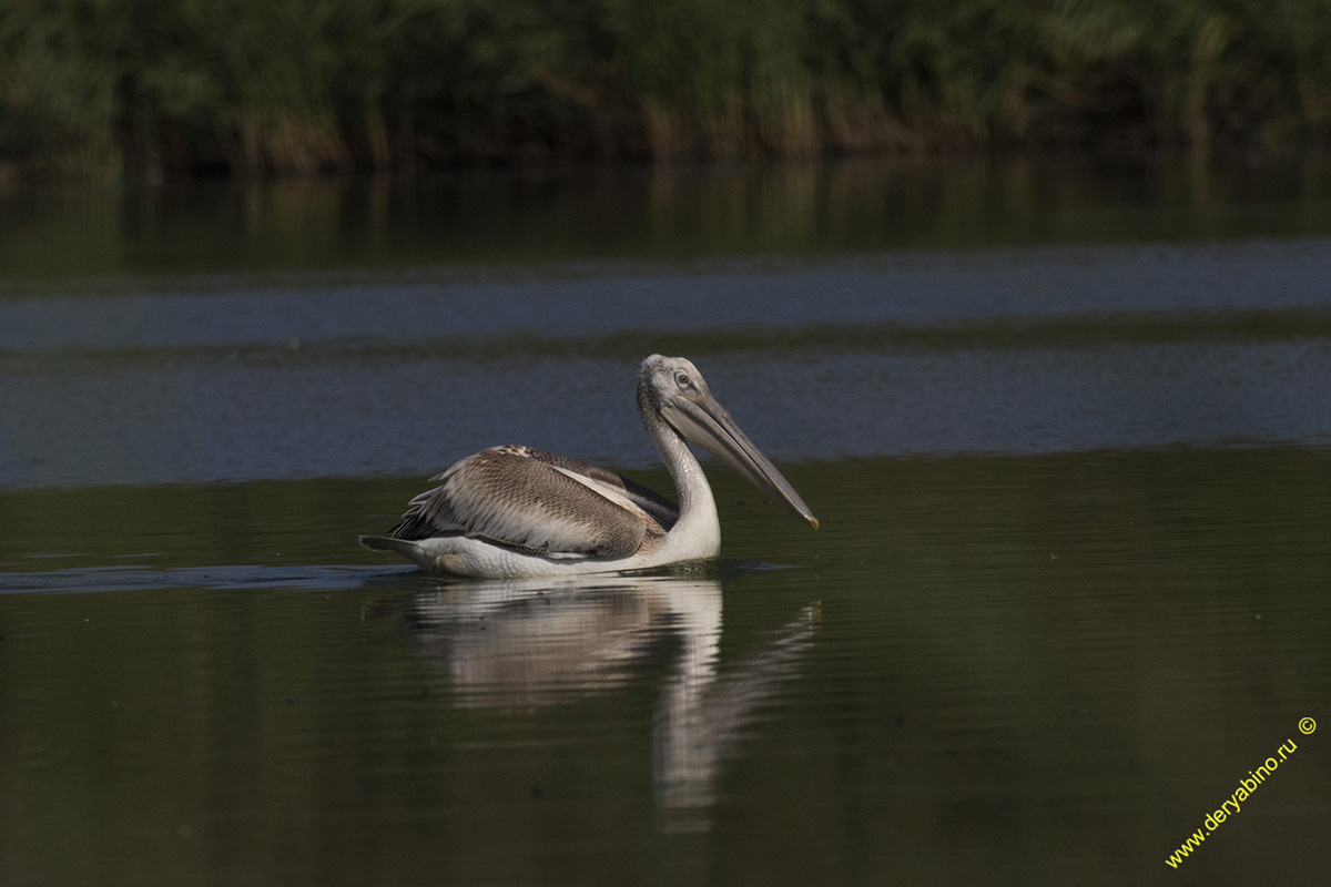   Pelecanus crispus Dalmatian pelican