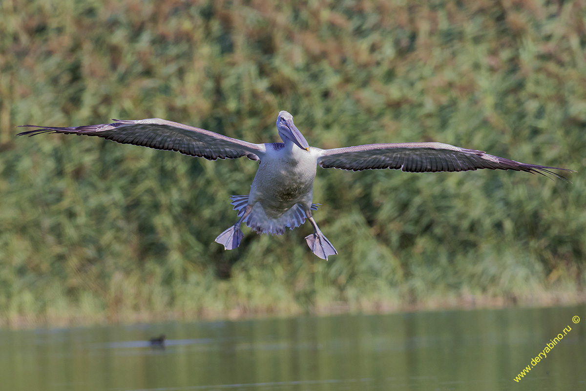   Pelecanus crispus Dalmatian pelican