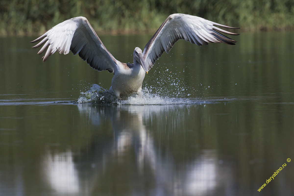   Pelecanus crispus Dalmatian pelican