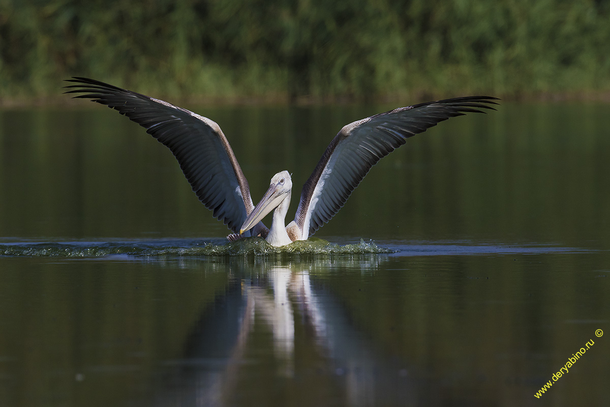   Pelecanus crispus Dalmatian pelican