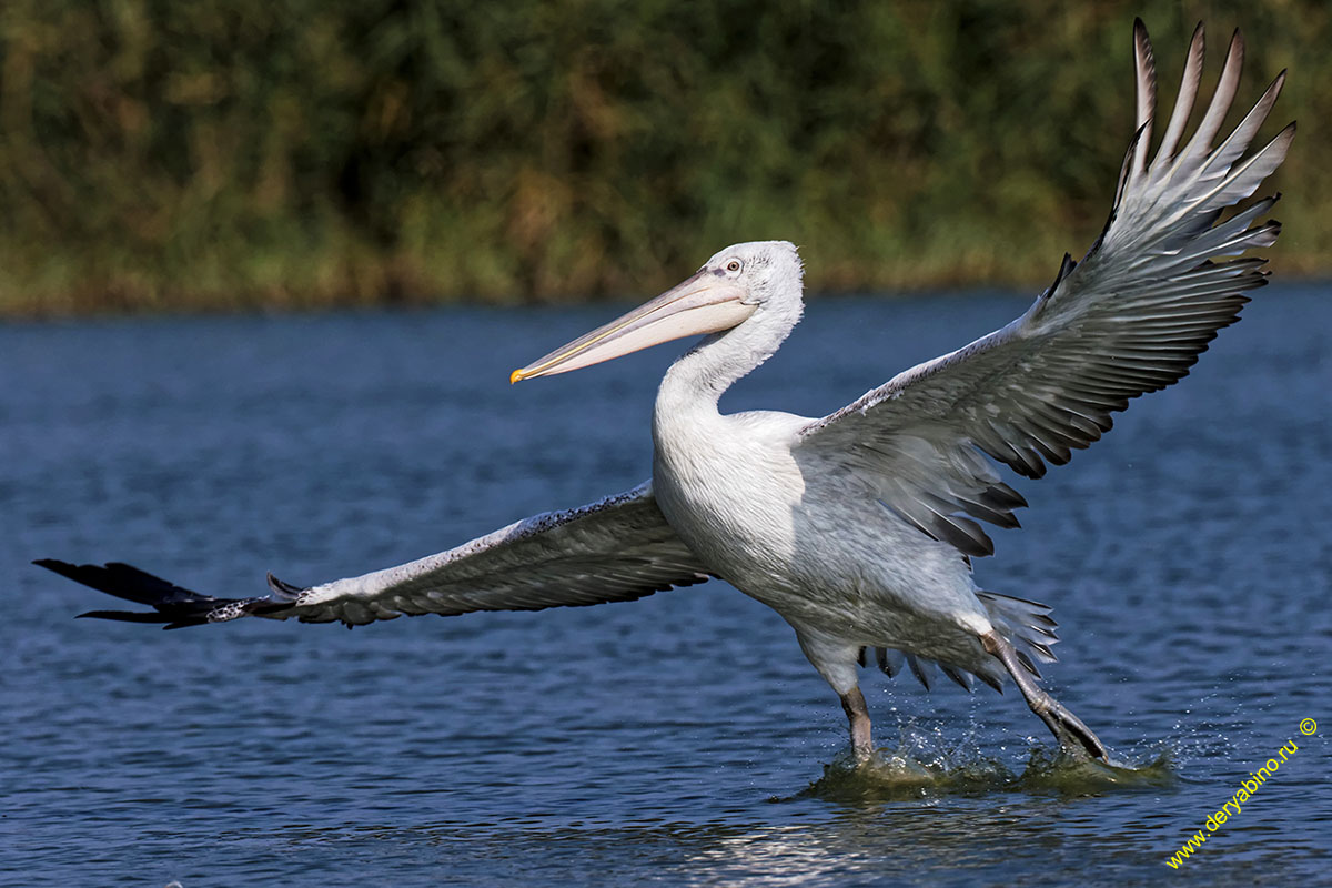   Pelecanus crispus Dalmatian pelican